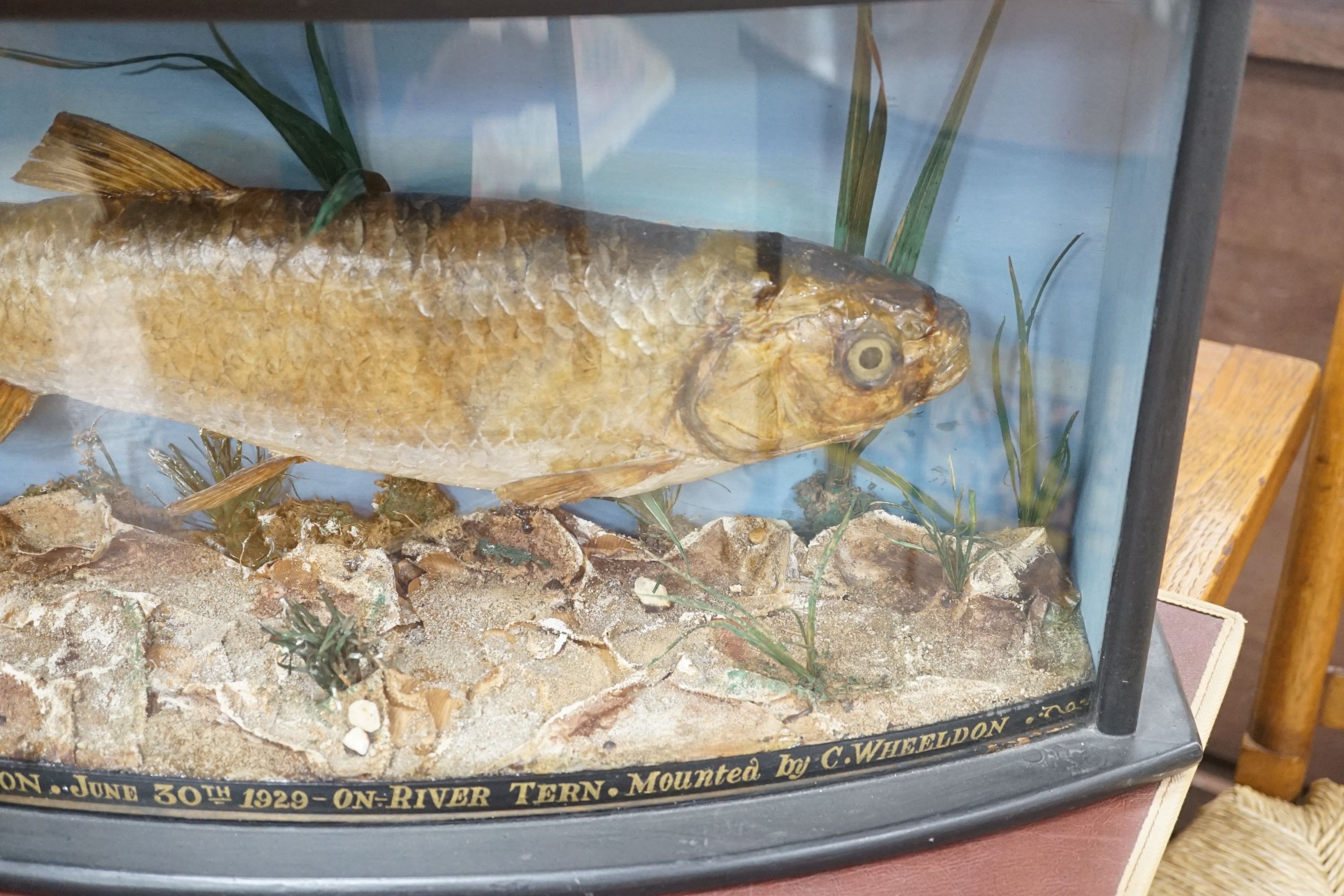 A cased taxidermy Chubb, caught on the river Tern by JC Upton, mounted by C. Wheeldon, 73 cms wide.